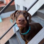 Autocaravana McLouis Glamys 220 - Mascotas permitidas
